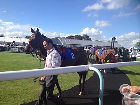 Horses in the parade ring